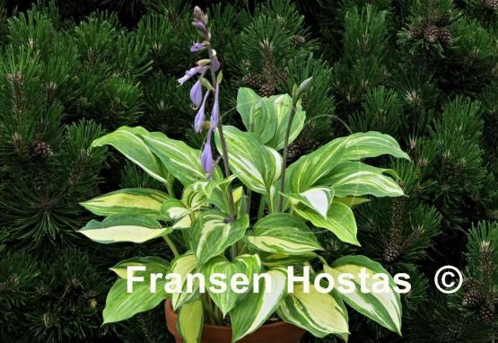 Hosta Zig Zag